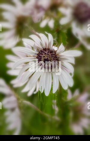 Hervorragende Berkheya Purpurea – Zulu Warrior blühende, natürliche Blumenstudie in hochauflösender Nahaufnahme Stockfoto