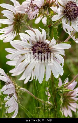 Hervorragende Berkheya Purpurea – Zulu Warrior blühende, natürliche Blumenstudie in hochauflösender Nahaufnahme Stockfoto