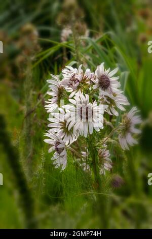 Hervorragende Berkheya Purpurea – Zulu Warrior blühende, natürliche Blumenstudie in hochauflösender Nahaufnahme Stockfoto