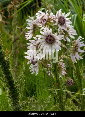 Hervorragende Berkheya Purpurea – Zulu Warrior blühende, natürliche Blumenstudie in hochauflösender Nahaufnahme Stockfoto