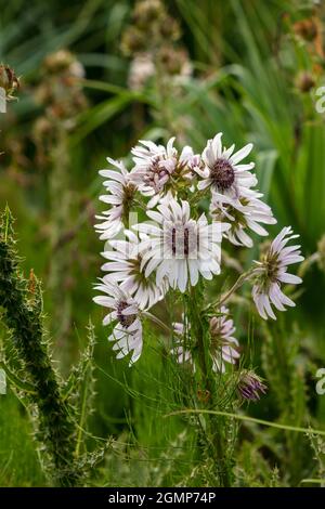 Hervorragende Berkheya Purpurea – Zulu Warrior blühende, natürliche Blumenstudie in hochauflösender Nahaufnahme Stockfoto