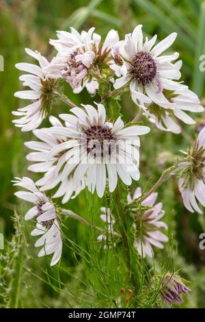 Hervorragende Berkheya Purpurea – Zulu Warrior blühende, natürliche Blumenstudie in hochauflösender Nahaufnahme Stockfoto