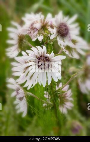 Hervorragende Berkheya Purpurea – Zulu Warrior blühende, natürliche Blumenstudie in hochauflösender Nahaufnahme Stockfoto