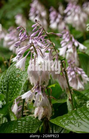 Interessante Hosta rectifolia, geradlinig blühende Wegerich-Lilie, natürliches Pflanzenportrait in Nahaufnahme Stockfoto