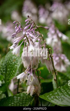 Interessante Hosta rectifolia, geradlinig blühende Wegerich-Lilie, natürliches Pflanzenportrait in Nahaufnahme Stockfoto