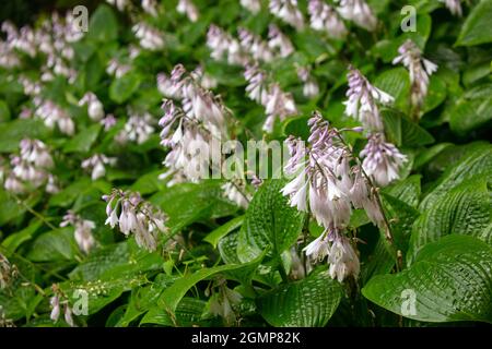 Interessante Hosta rectifolia, geradlinig blühende Wegerich-Lilie, natürliches Pflanzenportrait in Nahaufnahme Stockfoto