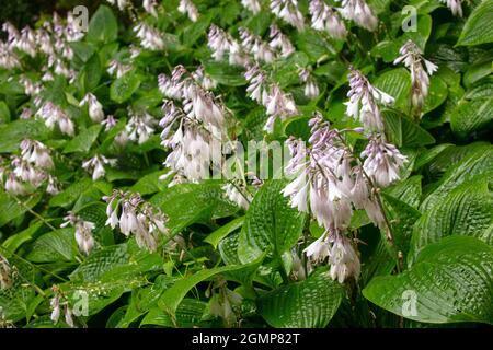 Interessante Hosta rectifolia, geradlinig blühende Wegerich-Lilie, natürliches Pflanzenportrait in Nahaufnahme Stockfoto