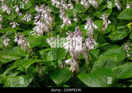 Interessante Hosta rectifolia, geradlinig blühende Wegerich-Lilie, natürliches Pflanzenportrait in Nahaufnahme Stockfoto