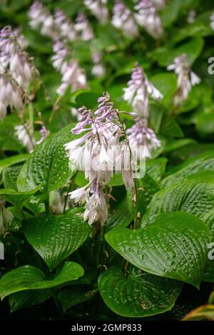 Interessante Hosta rectifolia, geradlinig blühende Wegerich-Lilie, natürliches Pflanzenportrait in Nahaufnahme Stockfoto