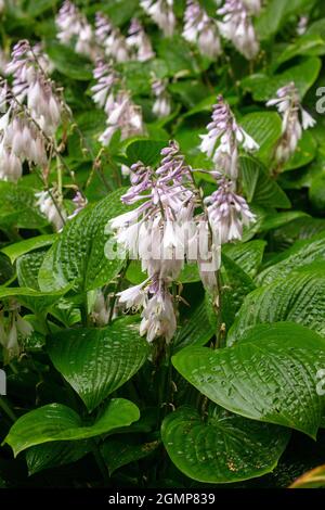 Interessante Hosta rectifolia, geradlinig blühende Wegerich-Lilie, natürliches Pflanzenportrait in Nahaufnahme Stockfoto