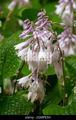 Interessante Hosta rectifolia, geradlinig blühende Wegerich-Lilie, natürliches Pflanzenportrait in Nahaufnahme Stockfoto