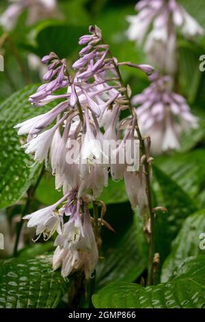 Interessante Hosta rectifolia, geradlinig blühende Wegerich-Lilie, natürliches Pflanzenportrait in Nahaufnahme Stockfoto