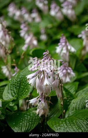 Interessante Hosta rectifolia, geradlinig blühende Wegerich-Lilie, natürliches Pflanzenportrait in Nahaufnahme Stockfoto