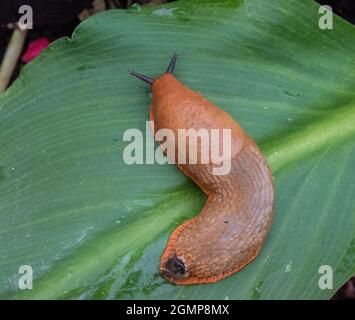 Gemeinsame Gartenschnecke 'Arion ater agg.' Stockfoto