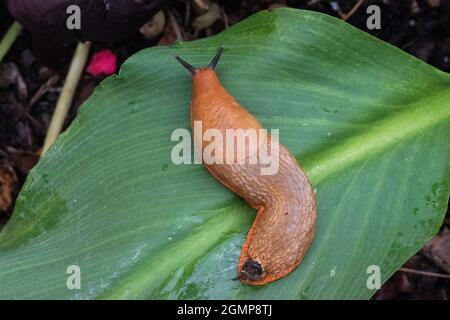 Gemeinsame Gartenschnecke 'Arion ater agg.' Stockfoto