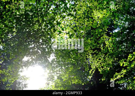 Sonne scheint durch grüne Buchenblätter auf Baum in Wald, norfolk, england Stockfoto