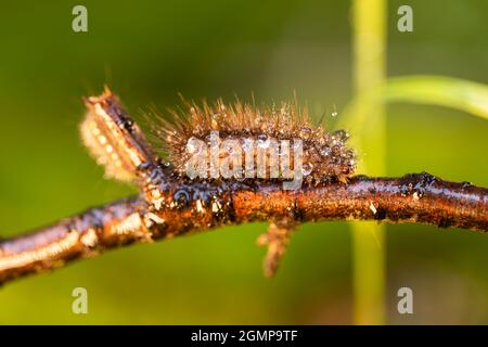 Caterpillar Phragmatobia fuliginosa auch ein Raufiger Tiger. Eine Raupe kriecht auf grünem Hintergrund an einem Baumzweig entlang. Stockfoto
