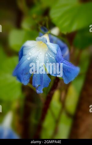 Ipomoea tricolor „Heavenly Blue“, Morning Glory „Heavenly Blue“, mexikanische Morning Glory Blumen in halb-Nahaufnahme, natürliches Pflanzenportrait Stockfoto