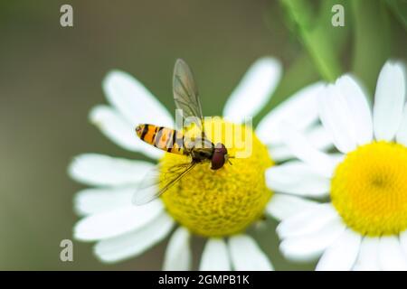 Makro einer Hoverfly auf einer Gänseblümchen auf dem Feld Stockfoto