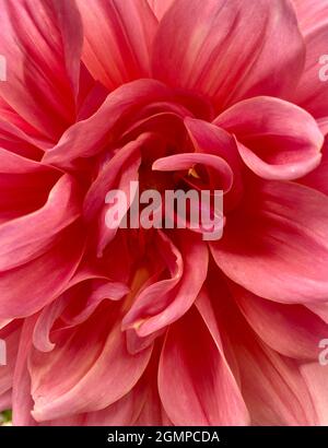 Mitte eines rosa Garten Dahlia aus der Nähe Stockfoto