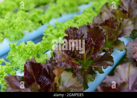 Roter Batavia-Salat im Hydroponiksystem Stockfoto