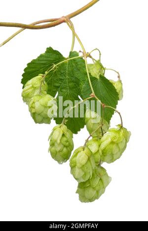 Zweig von frischem grünem gemeinem Hopfen auf weißem Hintergrund aus nächster Nähe Stockfoto