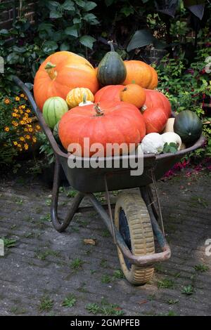 Schubkarre mit einer Vielzahl von verschiedenen Kürbissen im Herbst in der Nähe uo Stockfoto