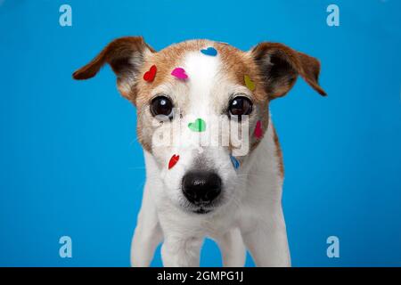 Der süße Jack russell Terrier Hund feiert den valentinstag mit herzförmigen Aufklebern. Haustier schaut auf und in die Kamera isoliert auf blauem pastellfarbenem Hintergrund Stockfoto