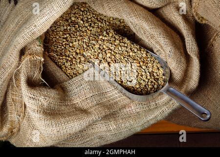 Grüner, ungerösteter Kaffee liegt in Sackleinen. In den Tüten befindet sich eine Schaufel, um Getreide zu streuen. Stockfoto