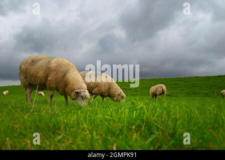 Schafe auf dem Deich in norddeutschland Stockfoto