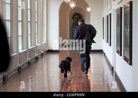 Präsident Barack Obama rennt mit dem Familienhund 'Bo' die Ostkolonnade hinunter. 3/15/09Offizielles Foto des Weißen Hauses von Pete Souza Stockfoto