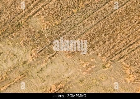 Luftaufnahme von reifen Farm Feld bereit für die Ernte mit heruntergefallen von Wind Weizen Köpfe gebrochen. Beschädigte Pflanzen und Landwirtschaft Scheitern Konzept. Stockfoto