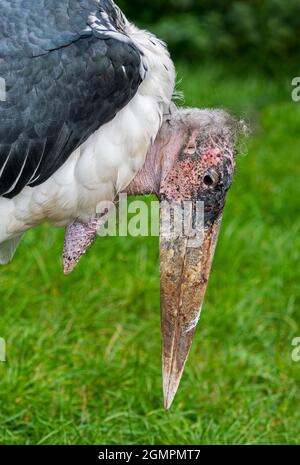 Marabou Storch (Leptoptilos crumenifer / Leptoptilos crumeniferus) Nahaufnahme Porträt von großen Schnabel und Gelenk Sack, aus Afrika Stockfoto