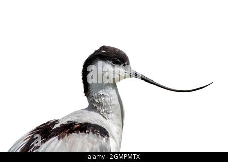 Pied Avocet (Recurvirostra avosetta) Nahaufnahme von Kopf- und Schnabelform vor weißem Hintergrund Stockfoto