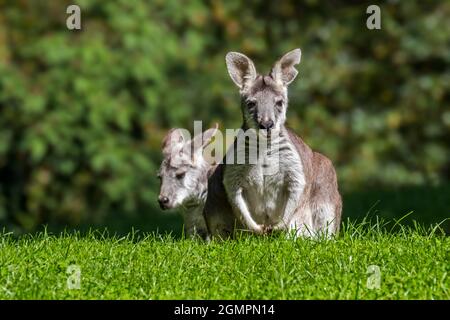 Zwei Sumpfwallabys / Schwarzwallaby / Schwarzschwanzwallaby / Farn-Wallaby (Wallabia bicolor), Makropod-Beuteltier aus Australien Stockfoto