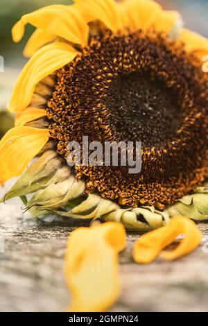 Nahaufnahme einer welkenden Sonnenblume Stockfoto