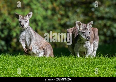 Zwei Sumpfwallabys / Schwarzwallaby / Schwarzschwanzwallaby / Farn-Wallaby (Wallabia bicolor), Makropod-Beuteltier aus Australien Stockfoto