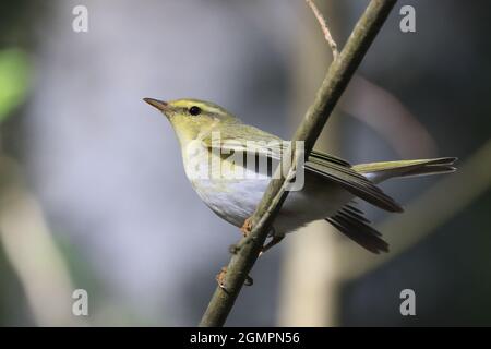 Wood Warbler Stockfoto