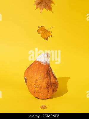 Fauler schimmeliger Kürbis mit trockenen Blättern auf gelbem Hintergrund. Trendiges kreatives Herbstkonzept. Oktober. Stockfoto