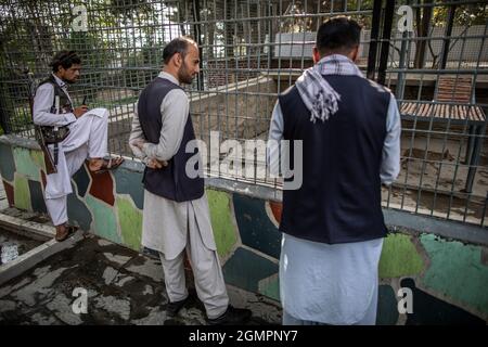 Kabul, Afghanistan. September 2021. Ein Taliban-Kämpfer (L) und afghanische Männer schauen in einem Zoo in Kabul auf einen Schakal. Quelle: Oliver Weiken/dpa/Alamy Live News Stockfoto