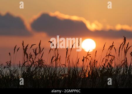 Brennender Sonnenuntergang am Meer: Trockenes Gras an der Küste über dem bunten Himmel. Sommerabend auf See oder Seeufer Stockfoto