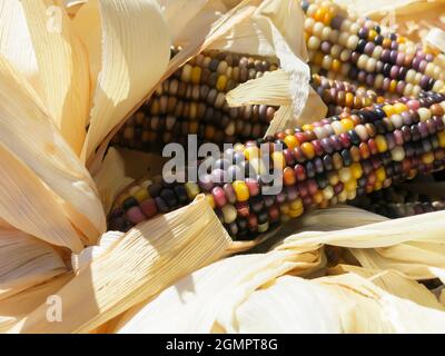 Nahaufnahme Indischer Mais Stockfoto