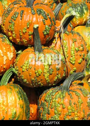 Nahaufnahme von Kürbissen an Halloween Stockfoto