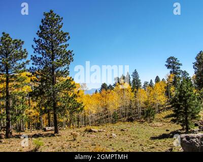 Ein Mischwald aus Aspen, Tannen und Pinien im Dixie Nationalwald Stockfoto