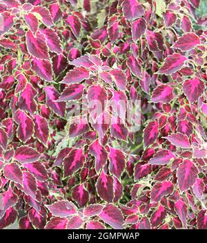 Atemberaubende rosa Schönheit Caladium Blume. Stockfoto
