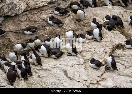 Guillemot, Uria aalge oder Eun Dubh an Sgadain auf Gälisch. Stockfoto