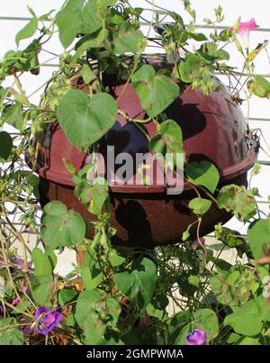 Morning Glories Vining über Grill. Stockfoto