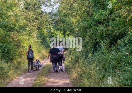 Hundespaziergänger, die auf einer Norfolk-Landstraße spazieren. Stockfoto