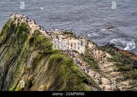 Guillemot, Uria aalge oder Eun Dubh an Sgadain auf Gälisch. Stockfoto