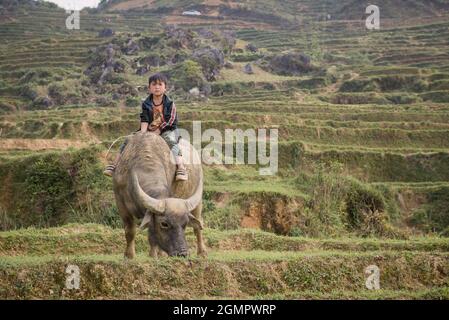Sapa, Vietnam - 14. April 2016: Junge auf Büffelreiten auf dem Reisfeld. Vietnamesische Kinder im Dorf haben die Pflicht, sich um Haustiere zu kümmern. Stockfoto